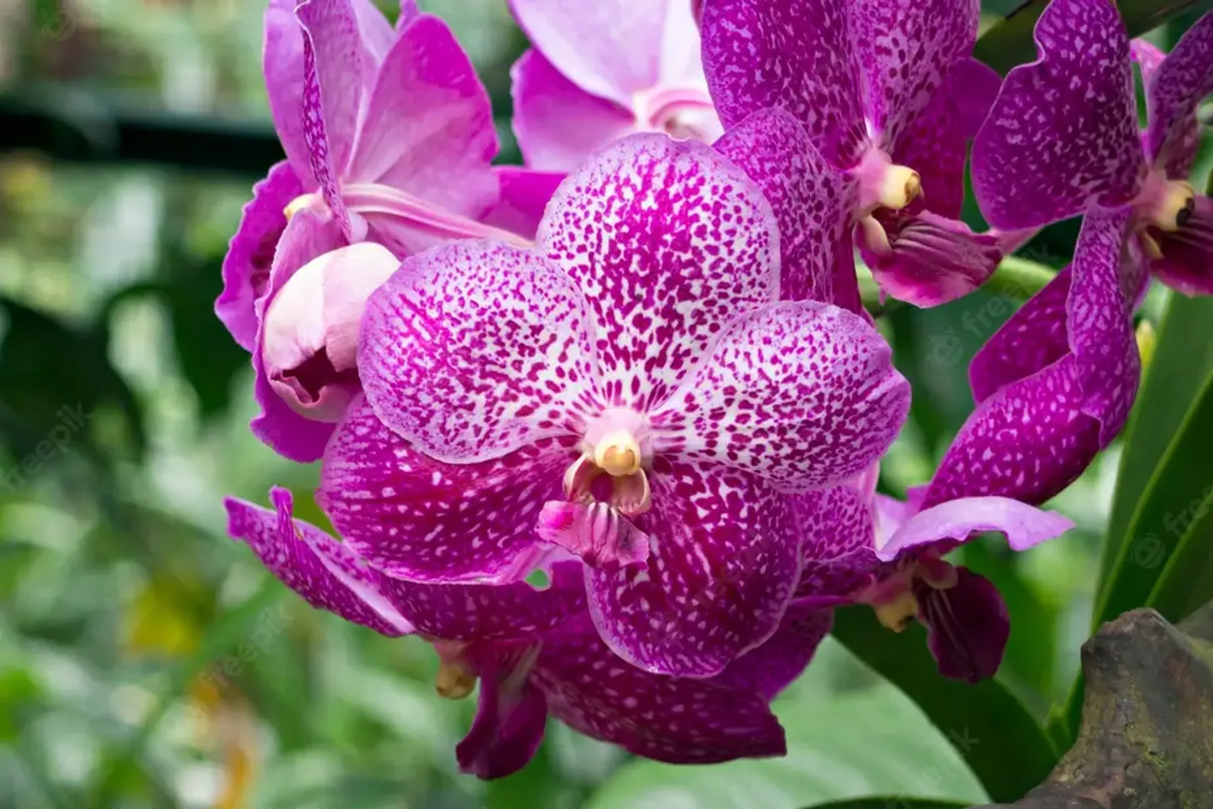 National Orchid Garden Admission Ticket — photo 5